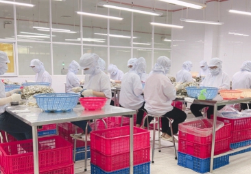 Production Process of Dried Yellowstripe Fish for Export
