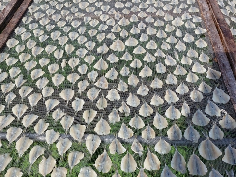 Dried Yellow Stripe Trevally